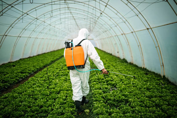 Best Pest Removal Services  in Fayetteville, WV